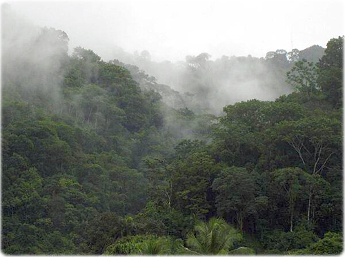 rainforest 