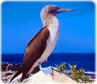 Blue-footed booby in Galapagos