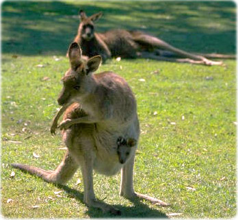 Australia kangaroo