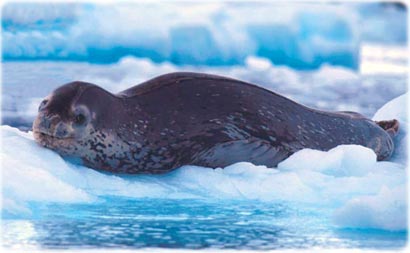 Leopard seal, in Antarctica