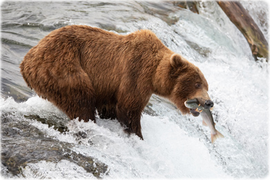 Bear Katmai