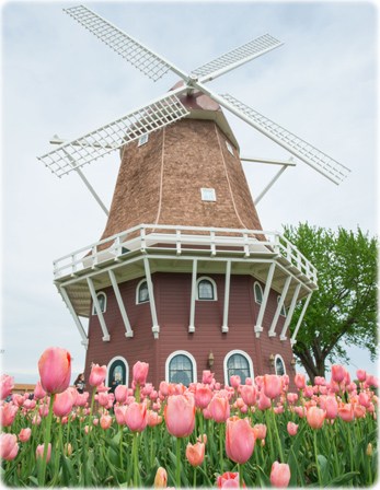 Tulip Festival