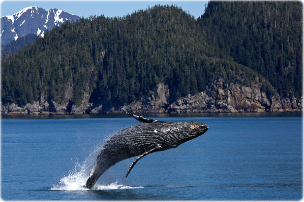 Whale Alaska